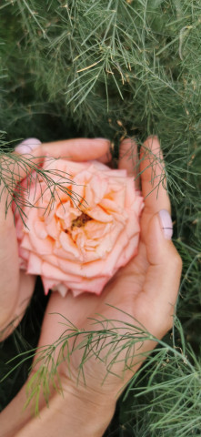 В наших руках многое: жизни, прекрасное, счастье и пр. , это символизирует роза, которую держит девушка в своих ладонях. 