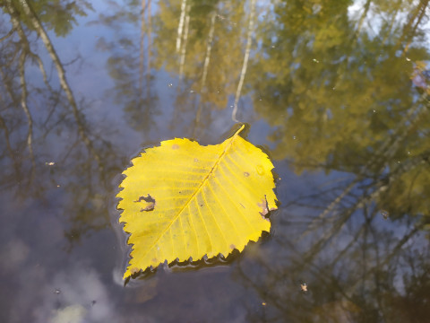 Жёлтый лист на поверхности воды, в которой отражаются перевёрнутые деревья и белые стволы берёз. Мой снимок заводи Нехлюдова ручья в Лосином острове