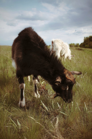 Я предлагаю Вам познакомиться с серией фотографий "Утро пастуха" и в данный момент вы видите пятую зарисовку "Портрет козы"
