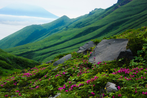 Валун на зелёной траве, вокруг розовые некрупные цветы, вдали горы.