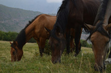 Три лошади пасутся в горах